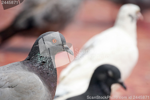 Image of Portrait of a gray dove 