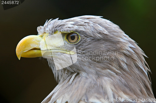 Image of Eagle 