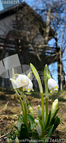 Image of Three plant snowdrops 