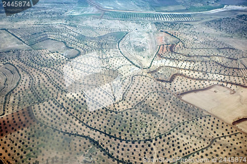 Image of 	Plantation of olives