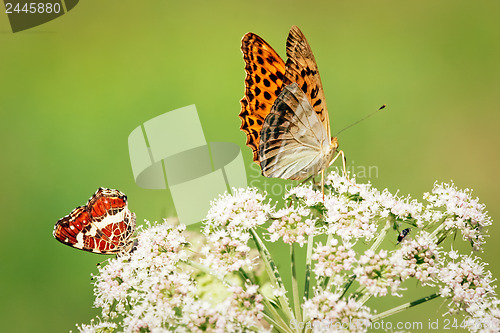 Image of 	Red and orange butterflies