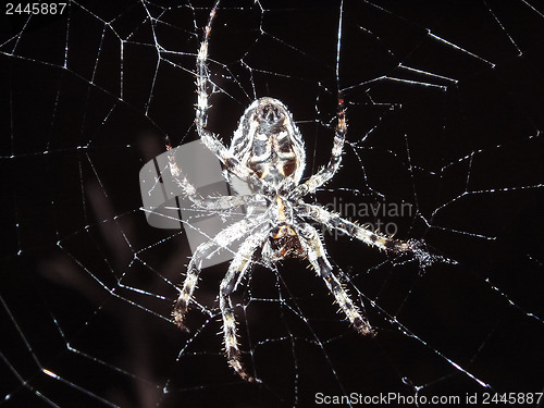 Image of 	Spider