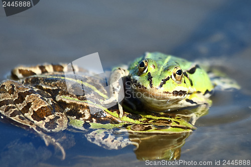 Image of Edible green frogs are playing