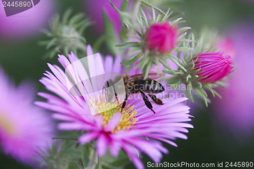 Image of Aster flower with bee 