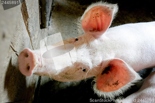 Image of Pig portrait