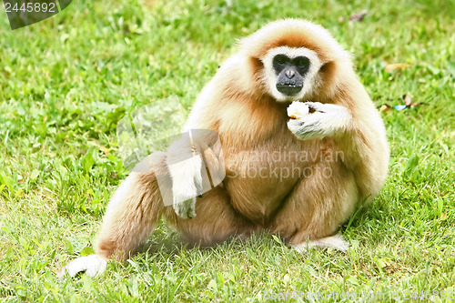 Image of 	Lar Gibbon eating