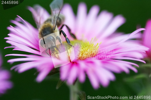 Image of Bee colecting pollen on the flower