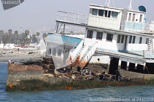 Image of 	Abandoned ship with sea lions