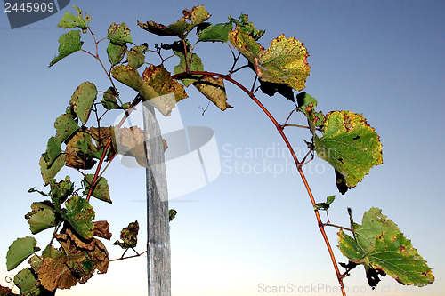 Image of Grape stalks