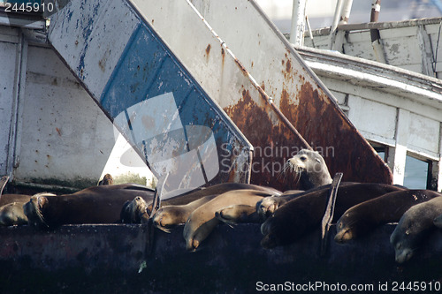 Image of 	Sea lions on the ship