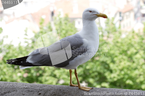 Image of Seagull