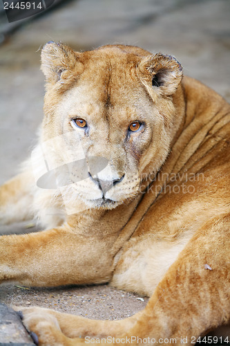 Image of 	Female lion lying down