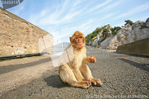 Image of 	Monkey sitting on the road