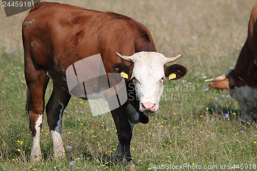 Image of Brown white cow