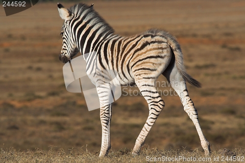Image of Zebra Foal