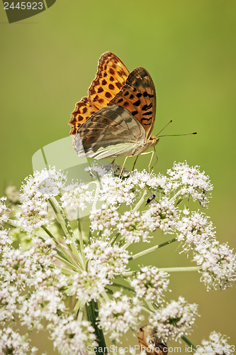 Image of One orange butterfly