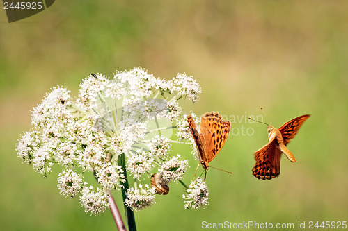 Image of 	Orange butterflys