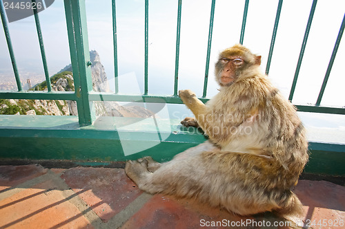 Image of 	Gibraltar Monkey on the lookout