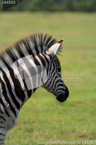 Image of Zebra