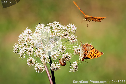 Image of Two orange butterflies with white flower