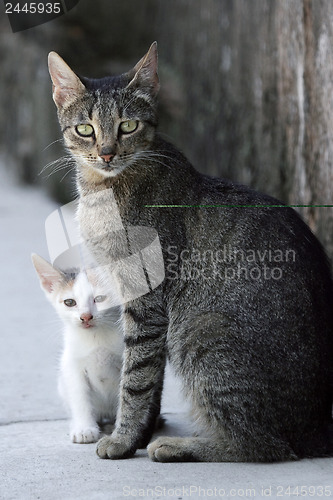 Image of Cat and kitten 