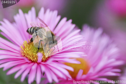 Image of Close up purple aster flower with bee