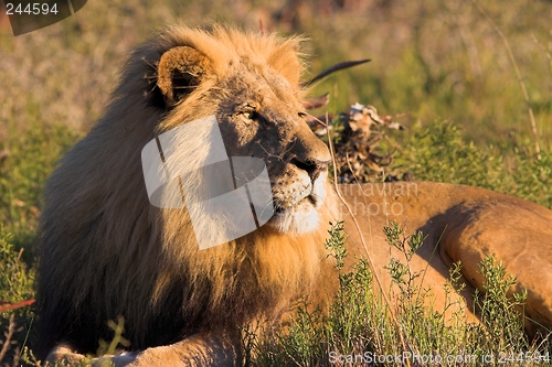 Image of Male Lion