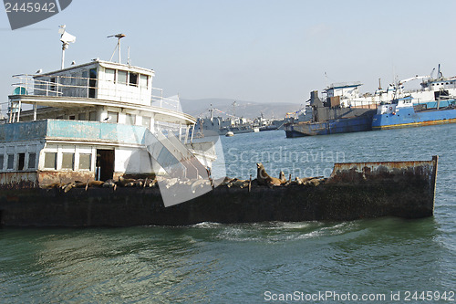Image of 	Abandoned ship with sea lions#3