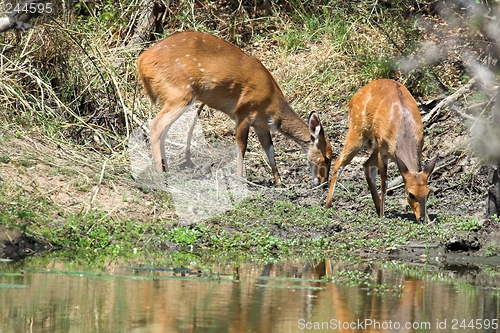 Image of Bushbuck