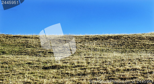 Image of Mountain meadow 