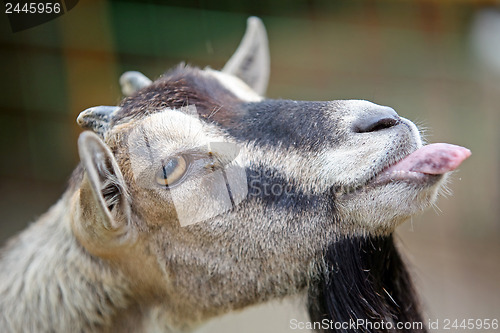 Image of Goat's funny portrait 