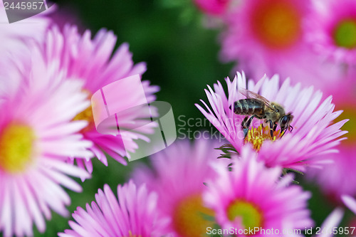 Image of Bee with flowers 