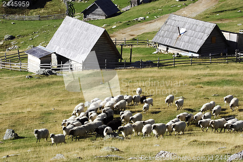 Image of Flock of sheep in the mountain resort