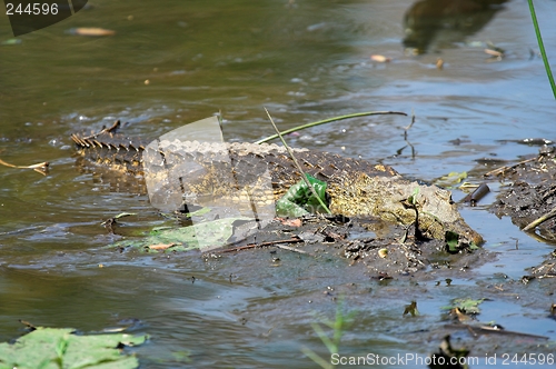 Image of Crocodile