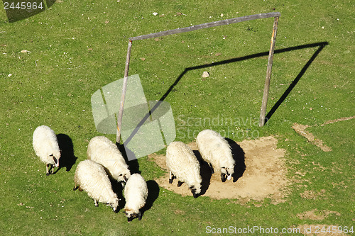 Image of 	Sheep and soccer goal