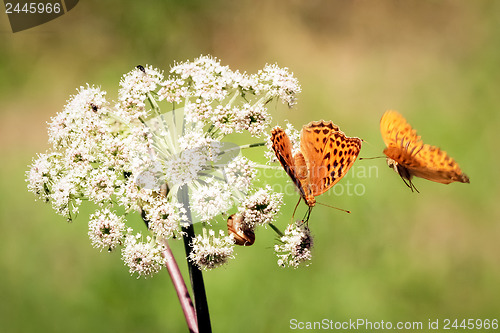 Image of Flying orange butterfly