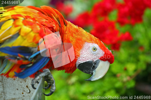Image of Colorful Macaw 