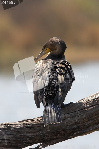 Image of Cormorant