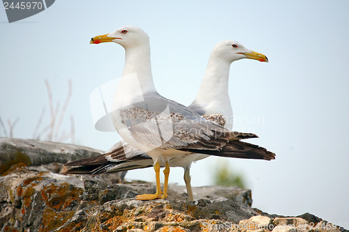 Image of Two seagulls 