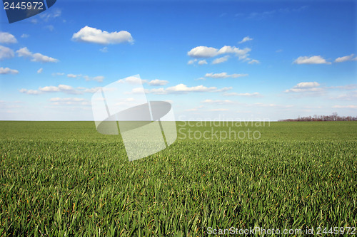 Image of Wheat field with blue sky 