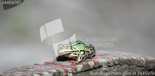 Image of 	A Green frog on a sole of sneakers