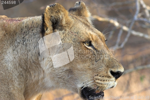 Image of Lioness close up