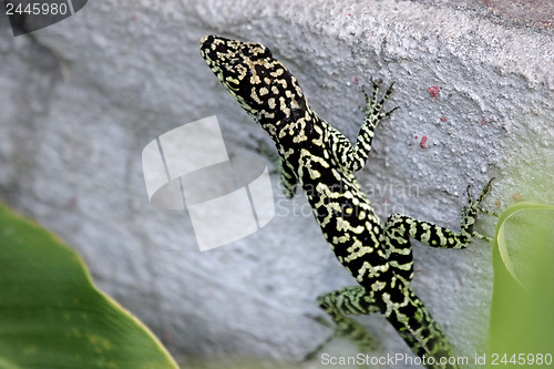Image of Lizard on the wall 