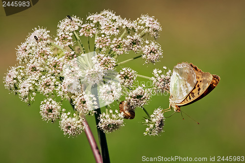 Image of 	Butterfly on white flower