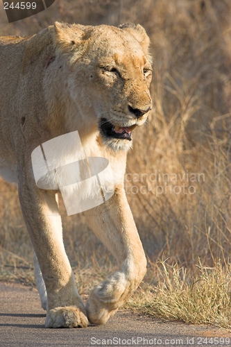 Image of Old Lioness