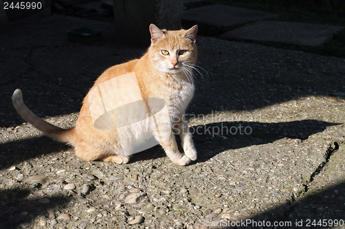 Image of 	Orange cat