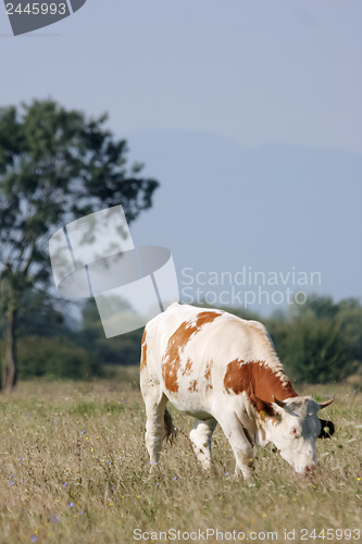 Image of Cow eating dry grass