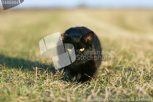 Image of 	One-eared black cat