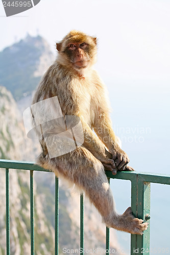 Image of Monkey posing on the fence