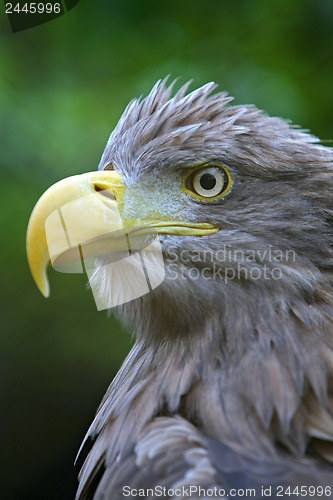 Image of Eagle head 